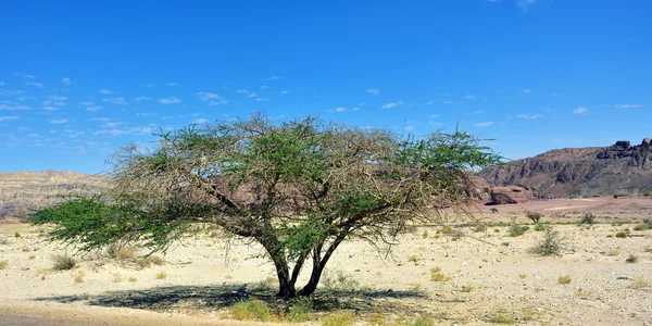 Timna park — Stock Photo, Image