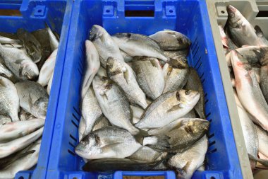 taze deniz ürünleri pazarı