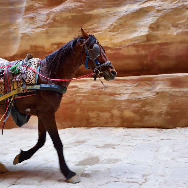 Petra, Jordánsko — Stock fotografie