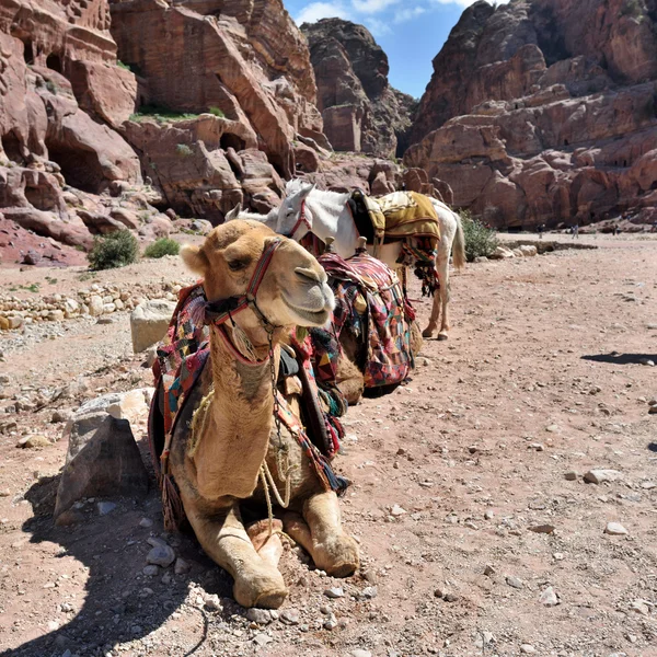 Petra, jordanisch — Stockfoto