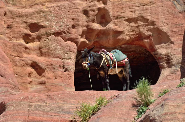 Donkey — Stock Photo, Image