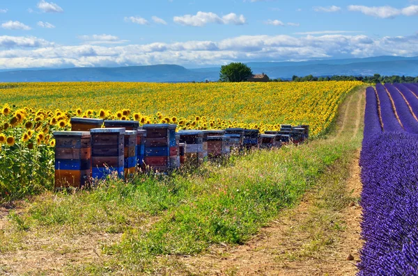 Paesaggio provenzale con apiario — Foto Stock