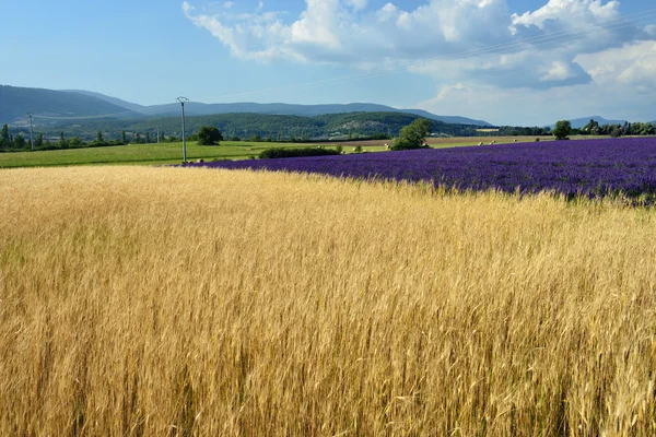 Provenza paesaggio rurale — Foto Stock