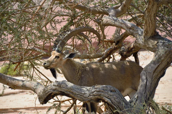 Timna park, Izrael — Zdjęcie stockowe