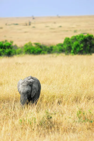 Bebé elefante africano — Foto de Stock