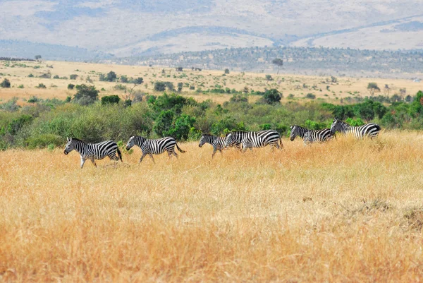 Zebra 's — Stockfoto