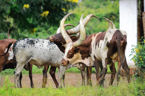 Kudde van koeien in Oeganda — Stockfoto