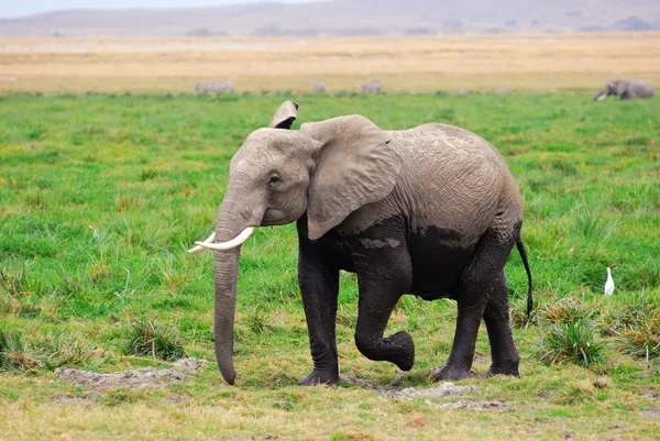 Elefante africano en el pantano en el Parque Nacional de Amboseli, Kenia — стокове фото
