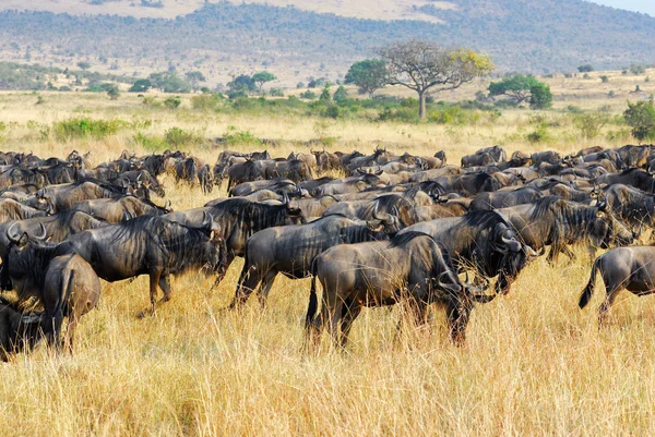 Büyük göç, Afrika yaban hayatı — Stok fotoğraf