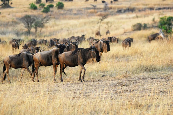 Masai Mara, Kenya — Stock Photo, Image