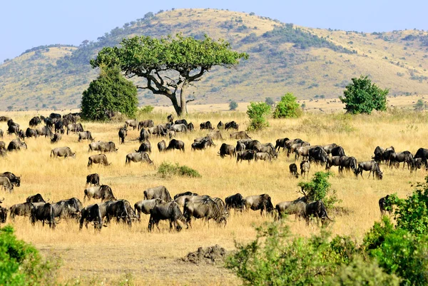 ケニア マサイマラ国立保護区 — ストック写真