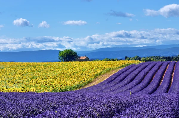 Provenza paesaggio rurale — Foto Stock