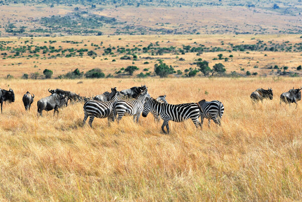 African landscape with antelopes wildebeest and zebras, Masai Mara, Kenya