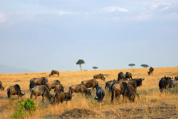 Maszáj mara, kenya — Stock Fotó