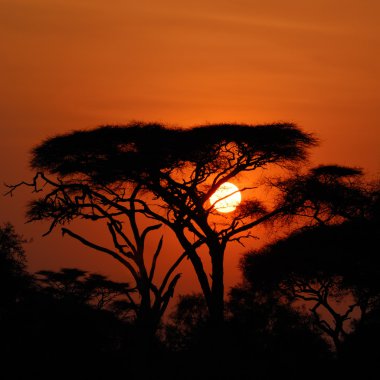 Afrika günbatımı