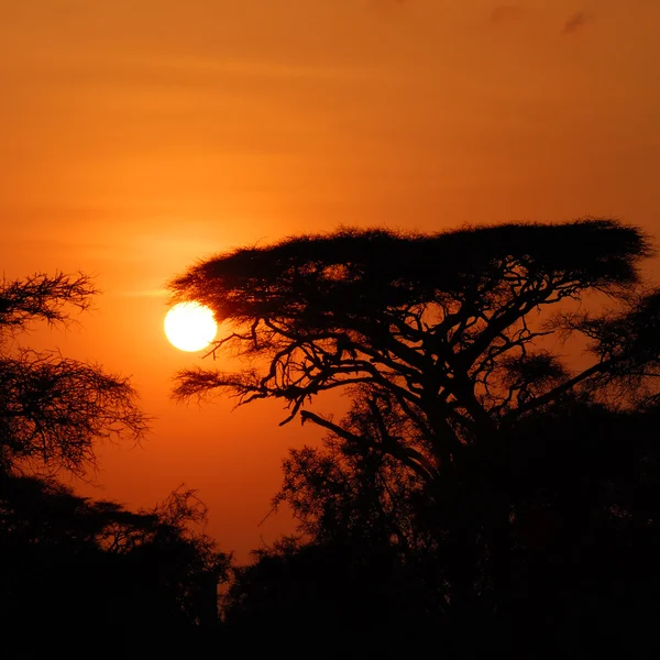Африканський захід сонця — стокове фото