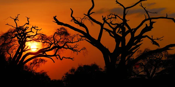 African sunset — Stock Photo, Image