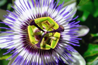 Blooming passion fruit