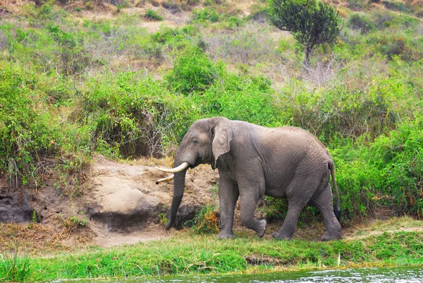 Elefante africano — Foto de Stock