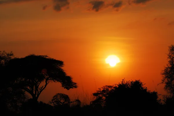 Африканський захід сонця — стокове фото