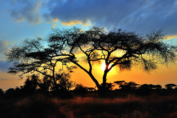 Acacia tree before sun sets down in Amboseli park, Kenya.
