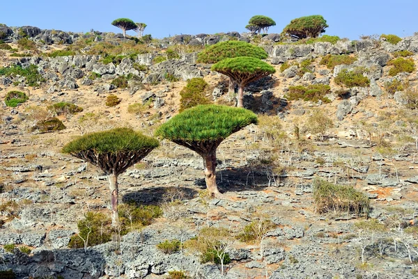 Sárkány vér fa, Socotra — Stock Fotó