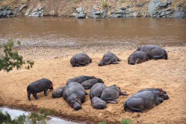 mara Nehri, masai mara, kenya Hippo okulda