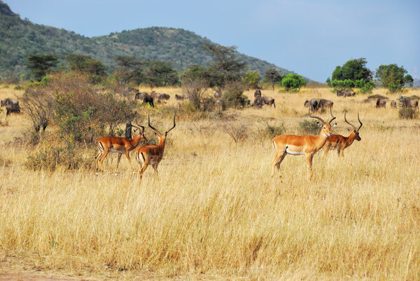 African wildlife. Gazelles