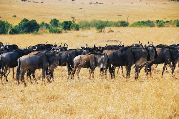 Grande migração, vida selvagem africana — Fotografia de Stock