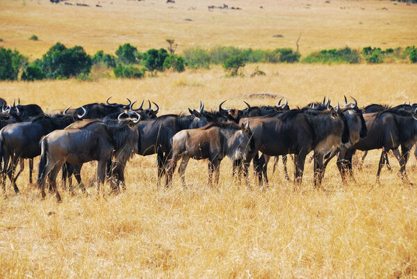 Great migration, african wildlife