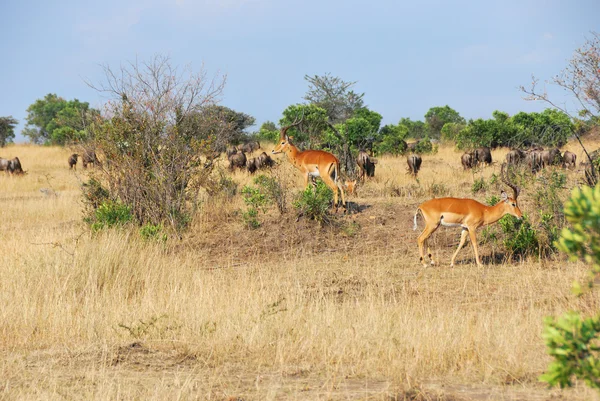 African wildlife — Stock Photo, Image