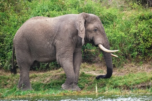 Elefante africano — Fotografia de Stock