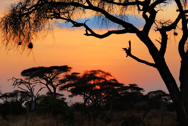 Afrikansk solnedgang - Stock-foto