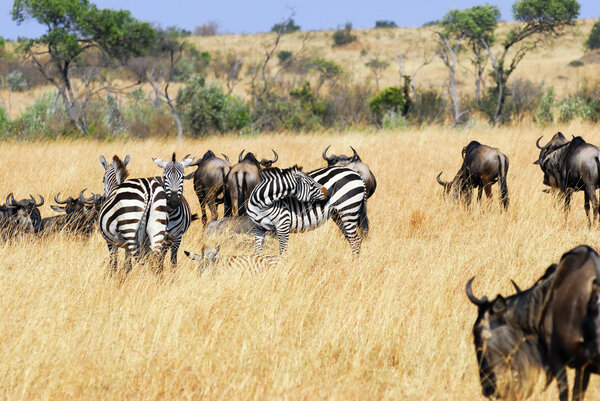 Zebras and wildebeest antelopes in the savannah Masai Mara, Kenya during the Great migration