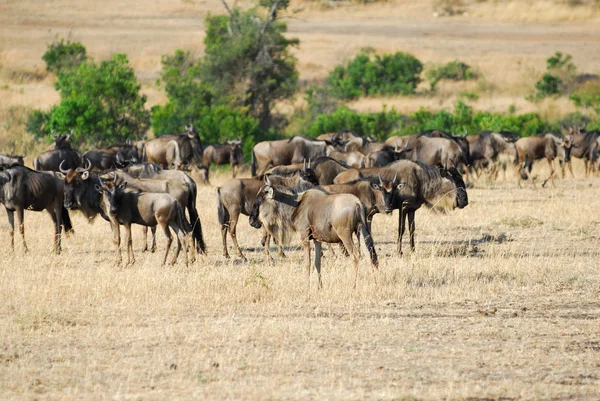 Afrikaanse dieren in het wild — Stockfoto