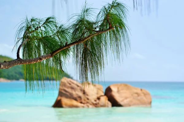 Îles Seychelles, Praslin, Anse Lazio — Photo