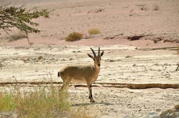 Get, Timna park, Israel — Stockfoto