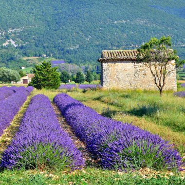 Provence, Fransa