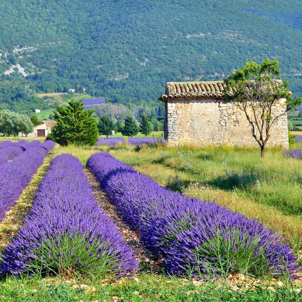 Prowansja, Francja — Zdjęcie stockowe