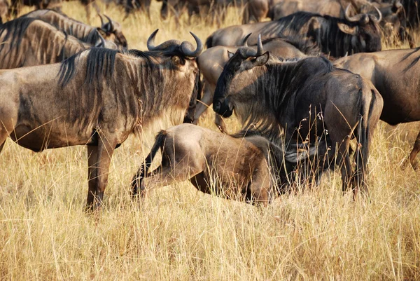 在肯尼亚马赛马拉的 gnu — 图库照片