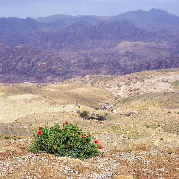 Jordanische Landschaft — Stockfoto