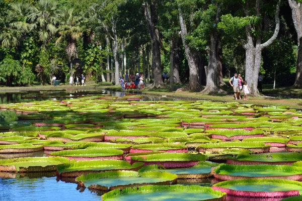 Pamplemousess botanische tuinen in Mauritius — Stockfoto