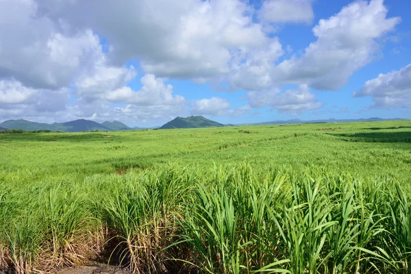 Sugarcane — Stock Photo, Image