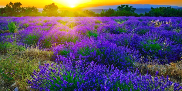 Lavender field — Stock Photo, Image