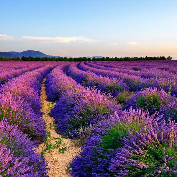 Campo de lavanda — Fotografia de Stock