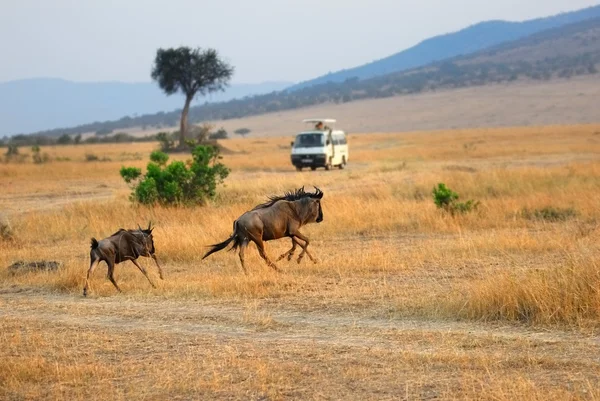 Masai Mara, Quénia — Fotografia de Stock