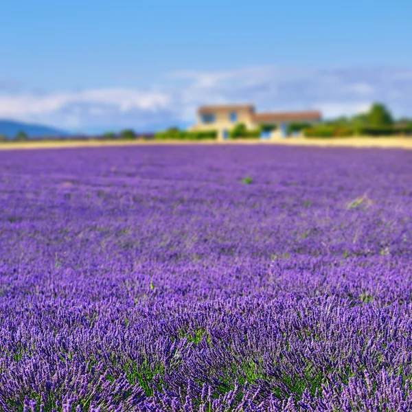 Provence kırsal manzara — Stok fotoğraf