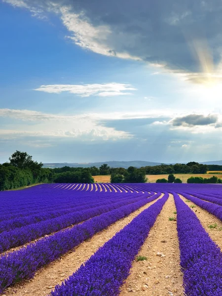 Campo di lavanda, Provenza — Foto Stock