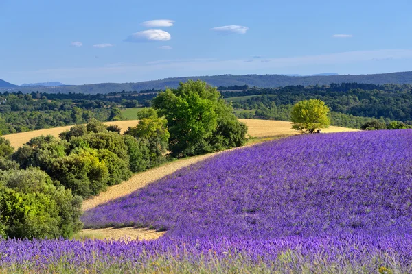 Venkovské krajiny Provence — Stock fotografie