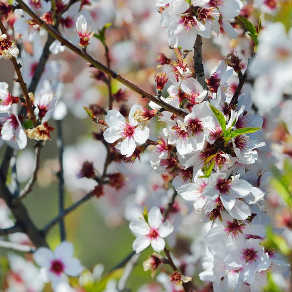 Flowering almond — Stock Photo, Image